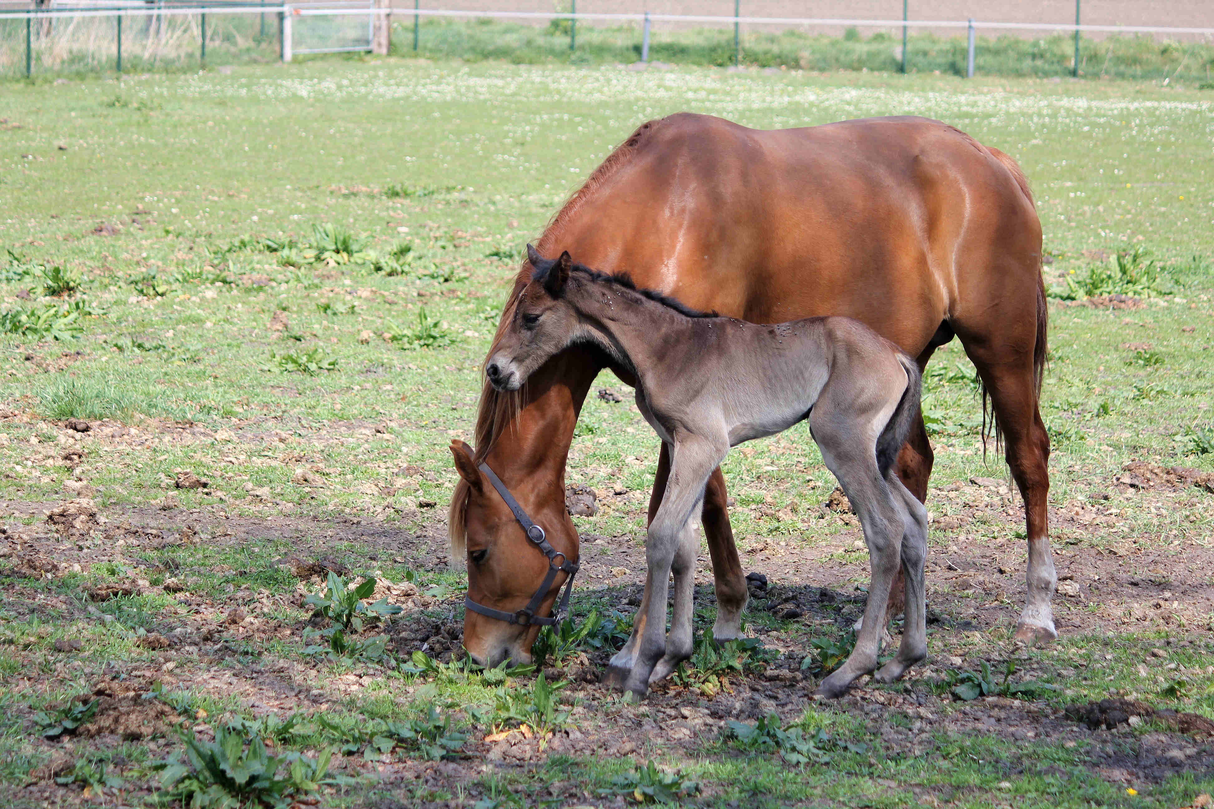 Perla Barina few hours old