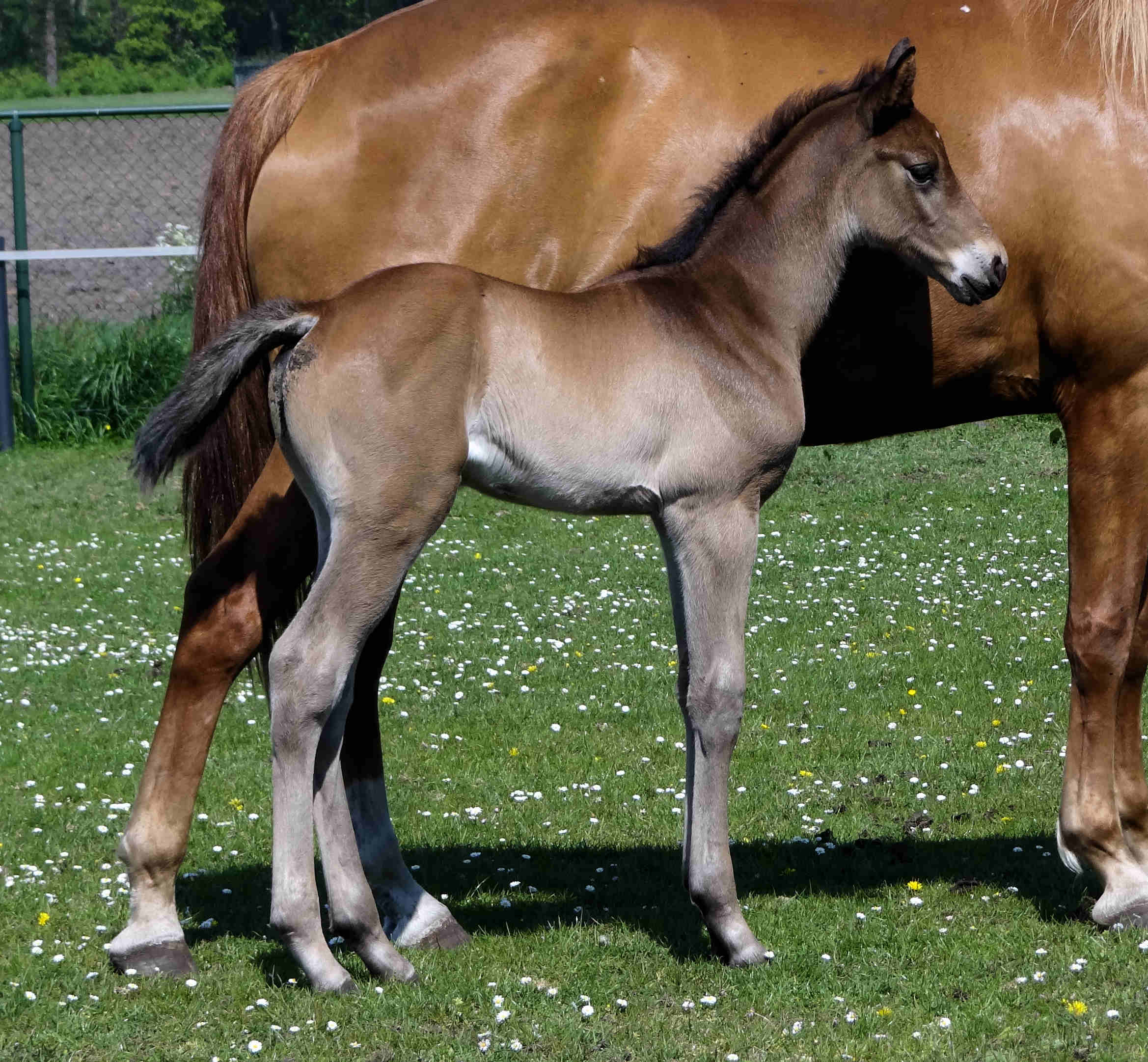 Perla Barina 2 weeks old