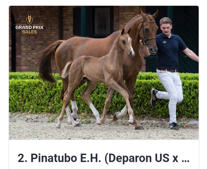 Pinatubo at auction video day