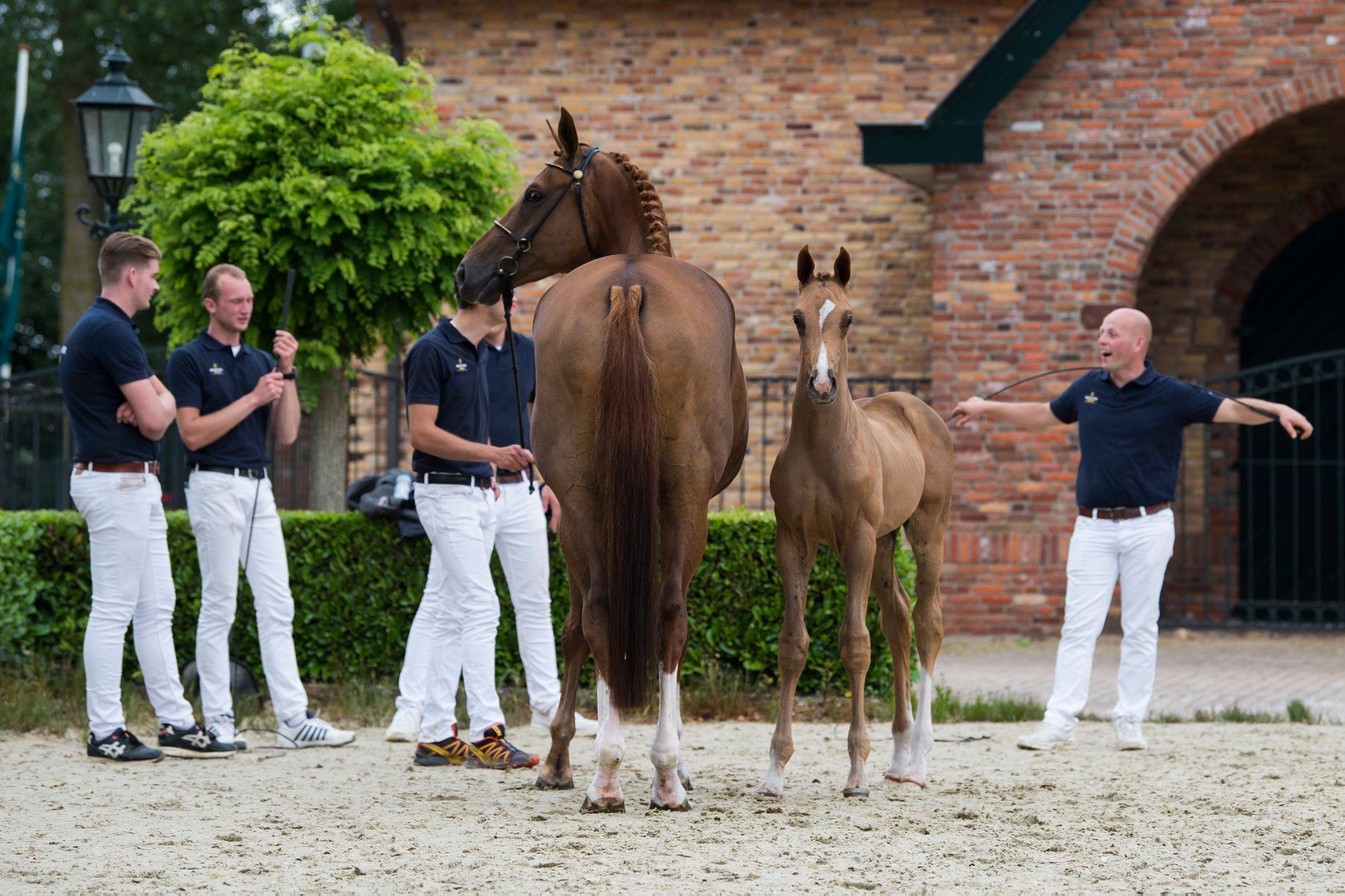 Pinatubo at auction video day