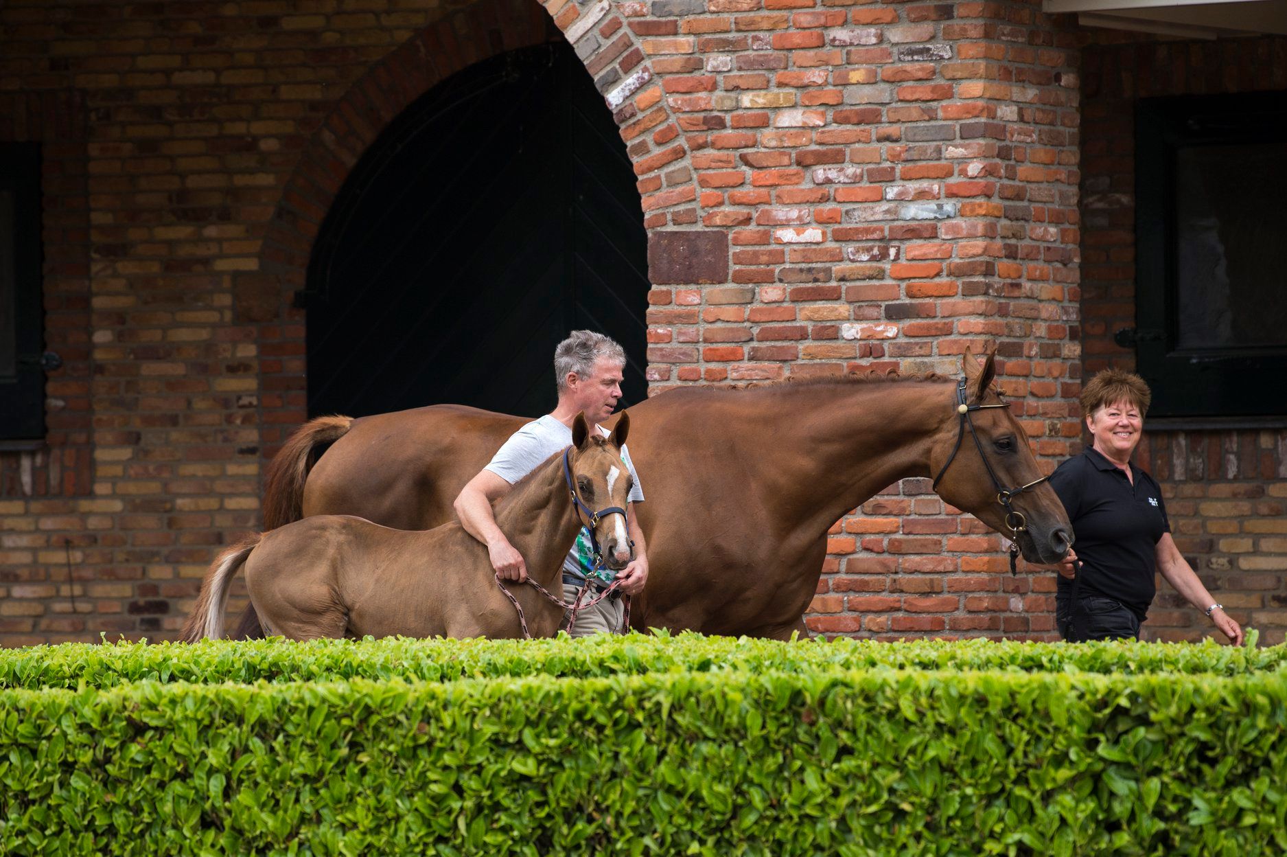 Pinatubo at auction video day