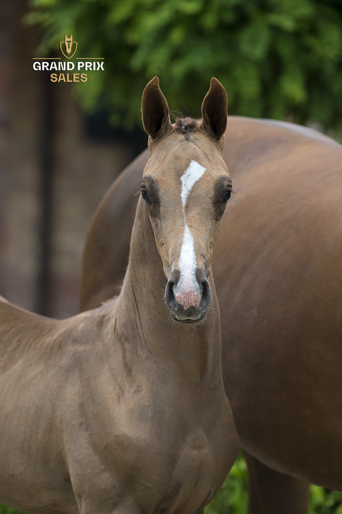 Pinatubo Havikerwaard