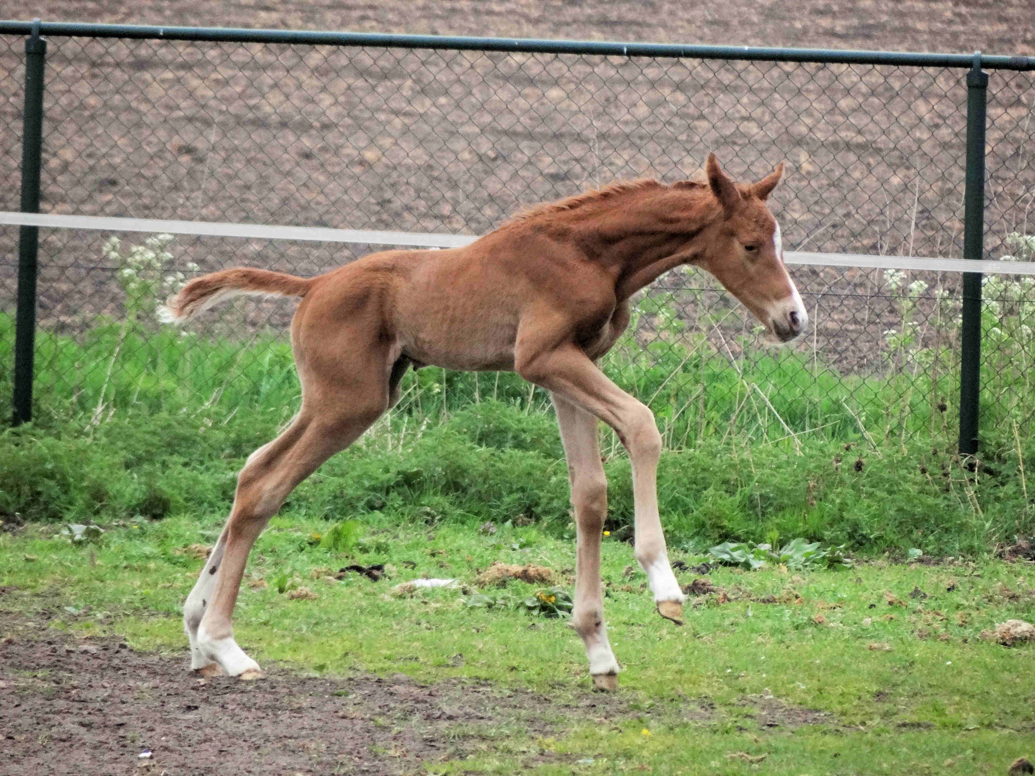 Pinatubo 1 day old