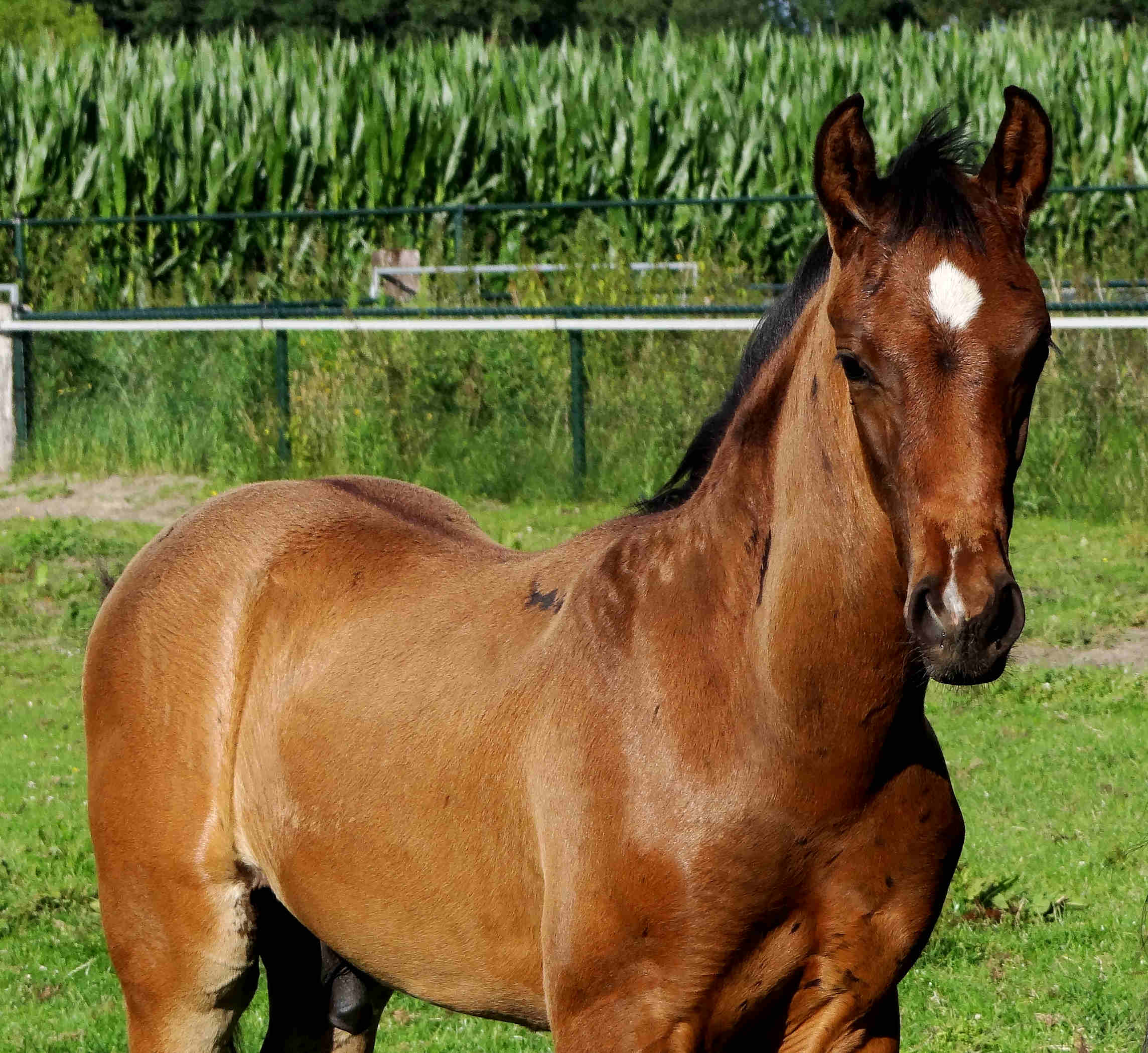 Por ti volare 2.5 months