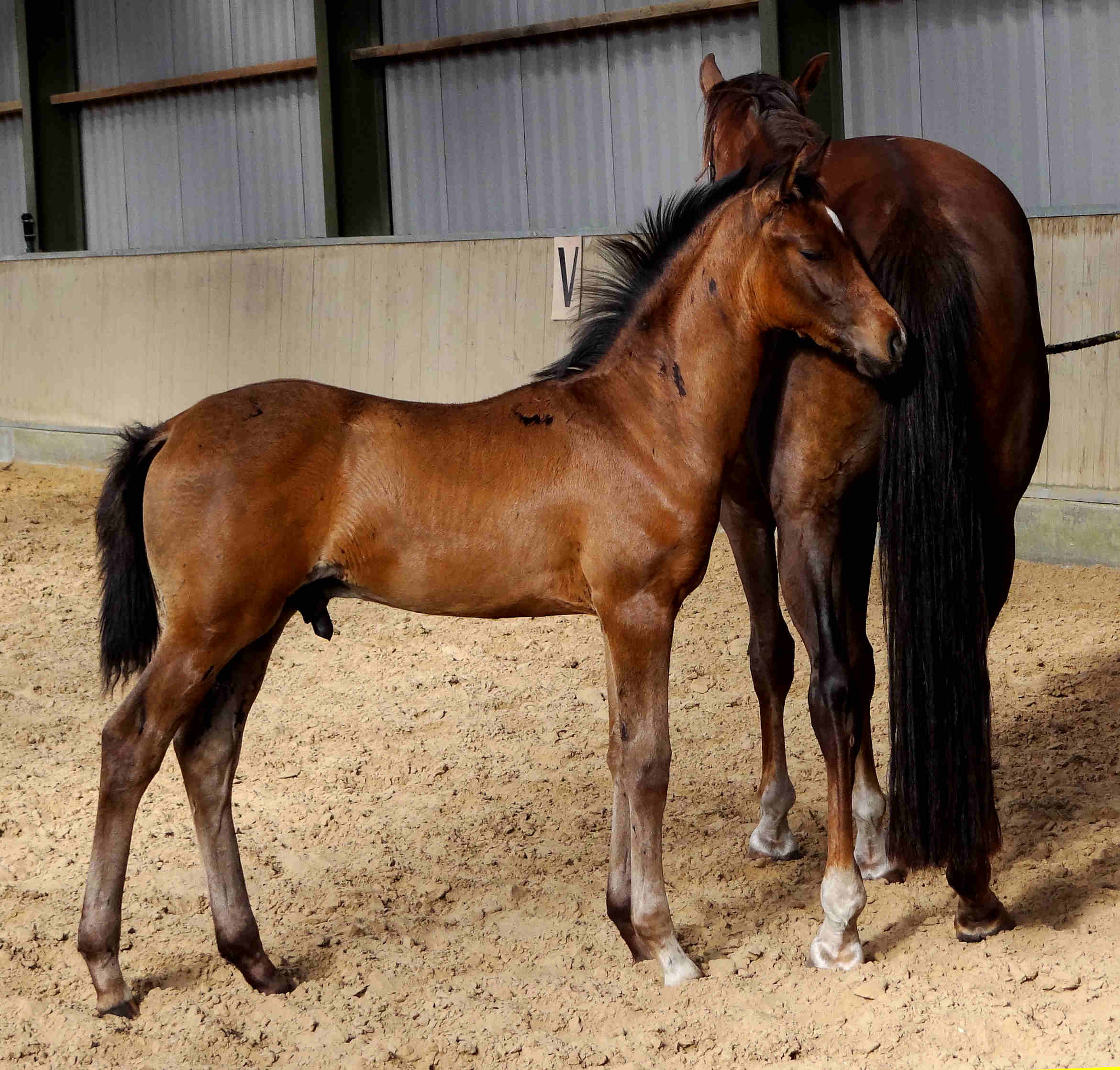 Por ti volare 2.5 months