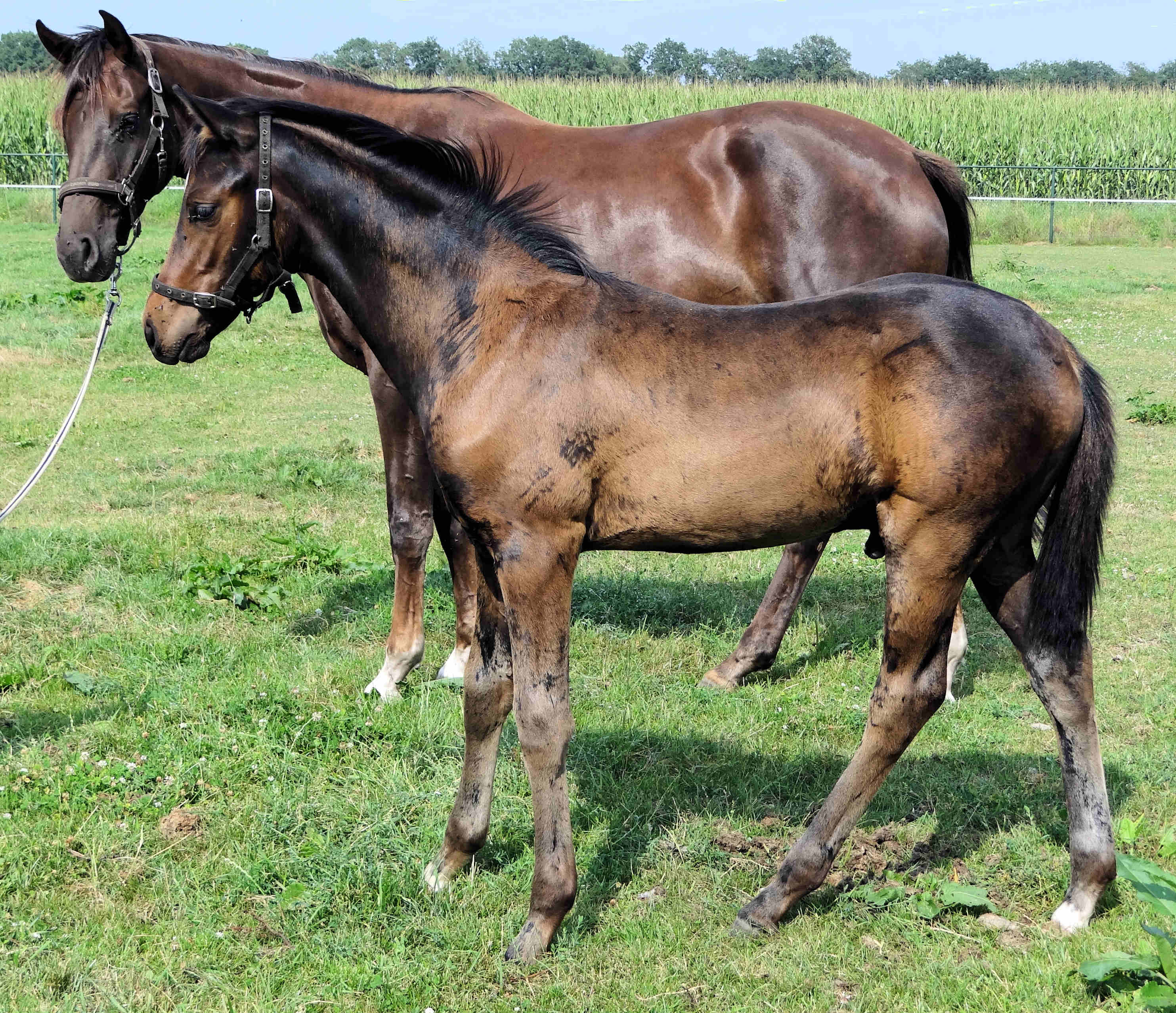 Por ti volare 3.5 months old