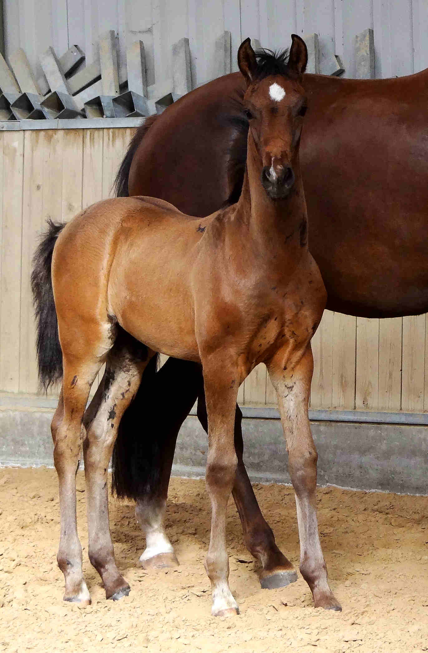 Por ti volare 2.5 months