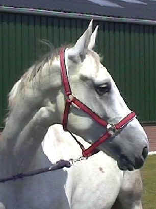 precision.jpg (13708 bytes)