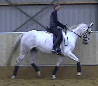 precision_trot.jpg (10566 bytes)