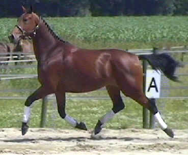 wpe21.jpg (14465 bytes)