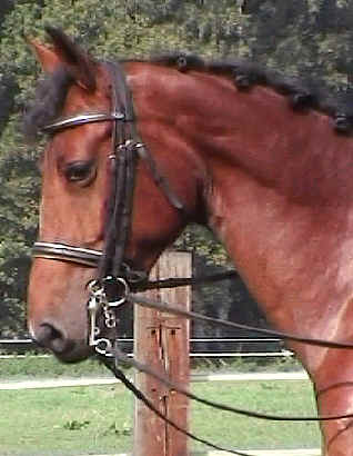 wpe20.jpg (18472 bytes)