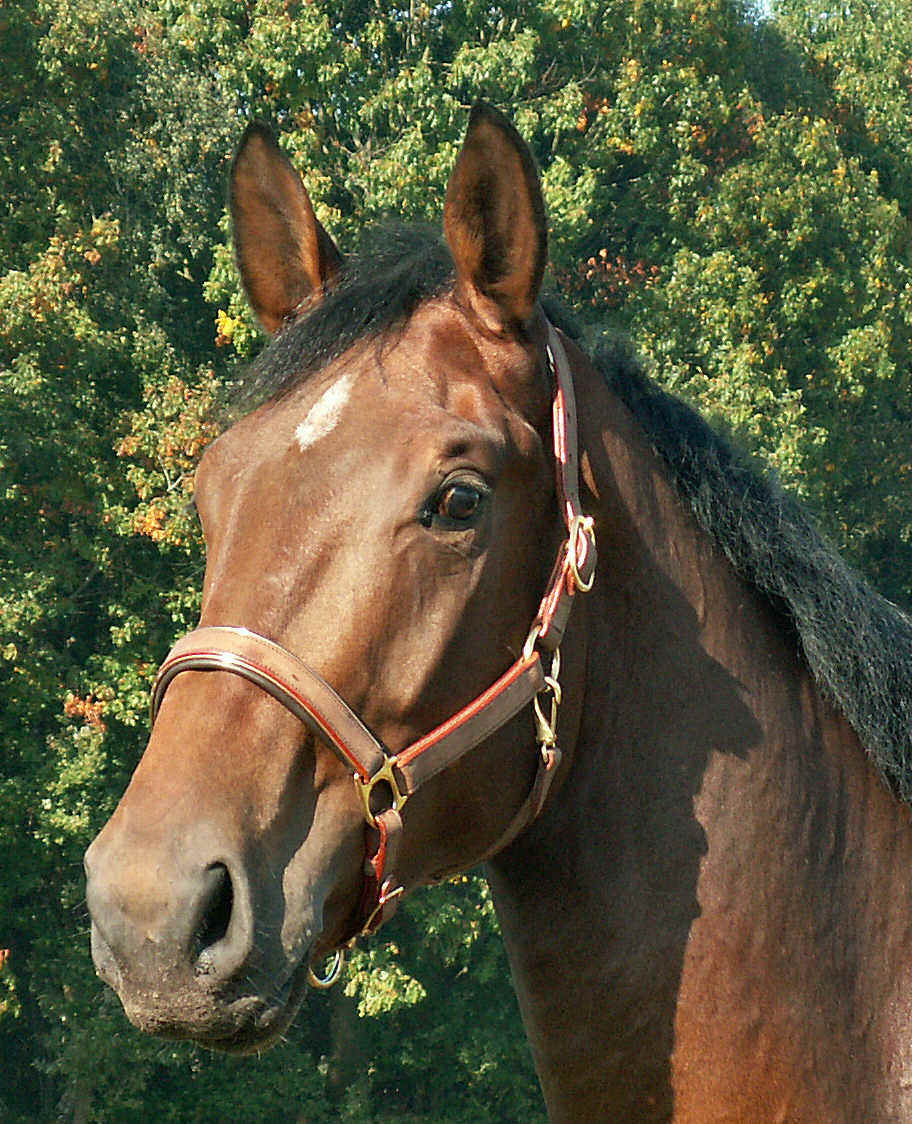 head_versace_www.jpg (214560 bytes)