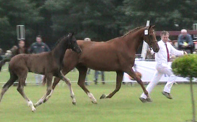 vidora sevenum trot 2