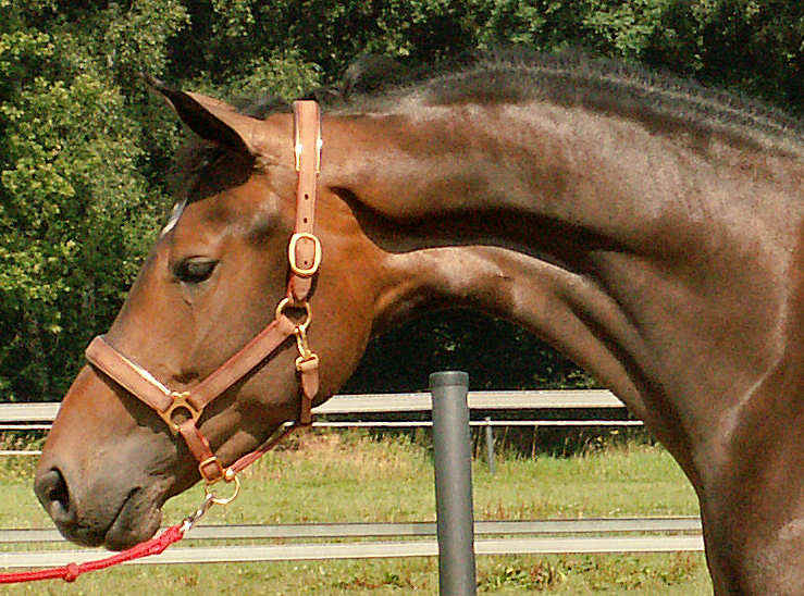 head_neck_30%.jpg (125883 bytes)