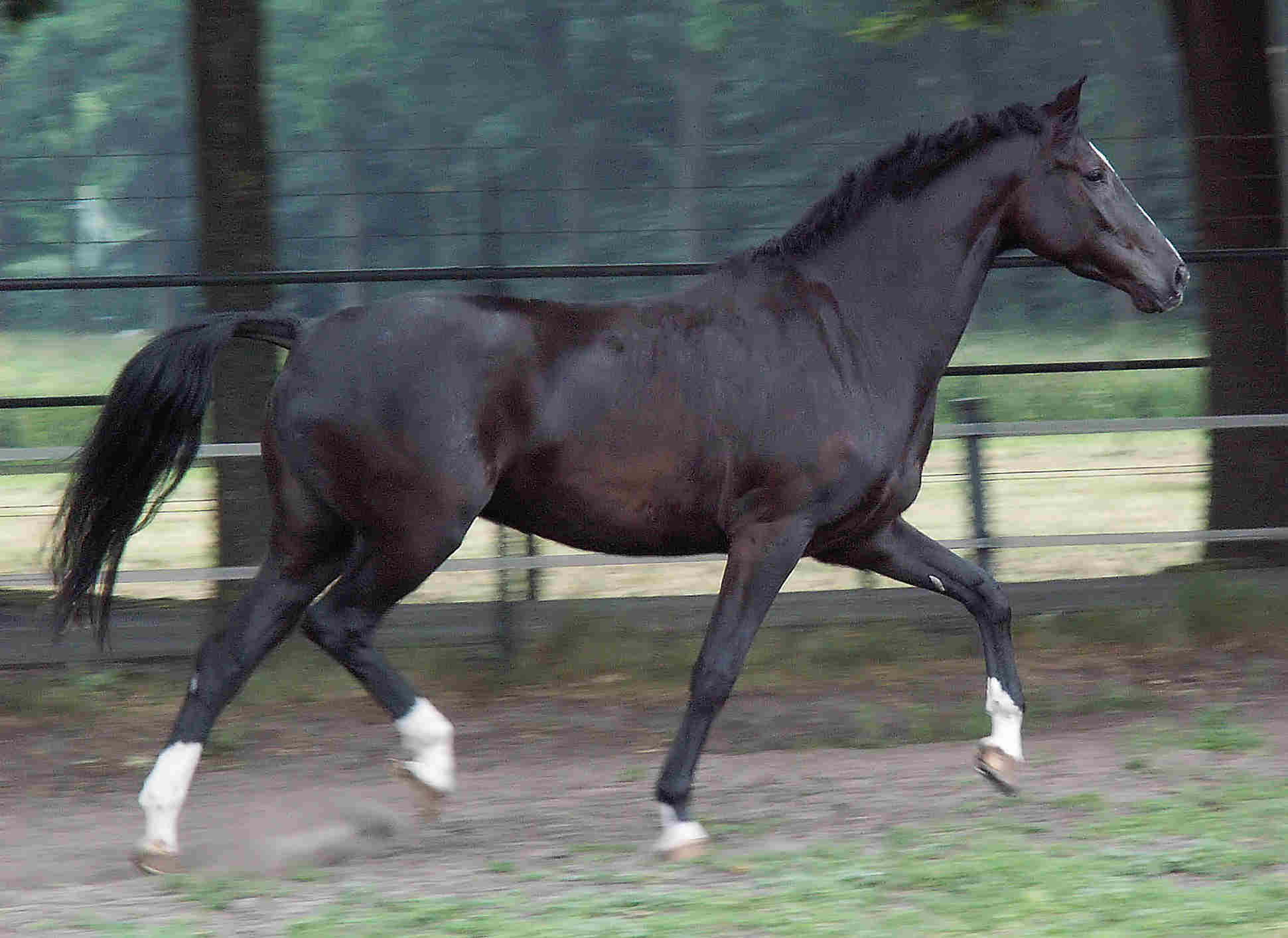 whisper trot